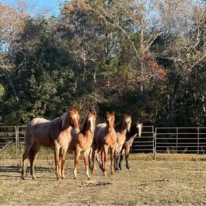 Meet your Posher, Sage